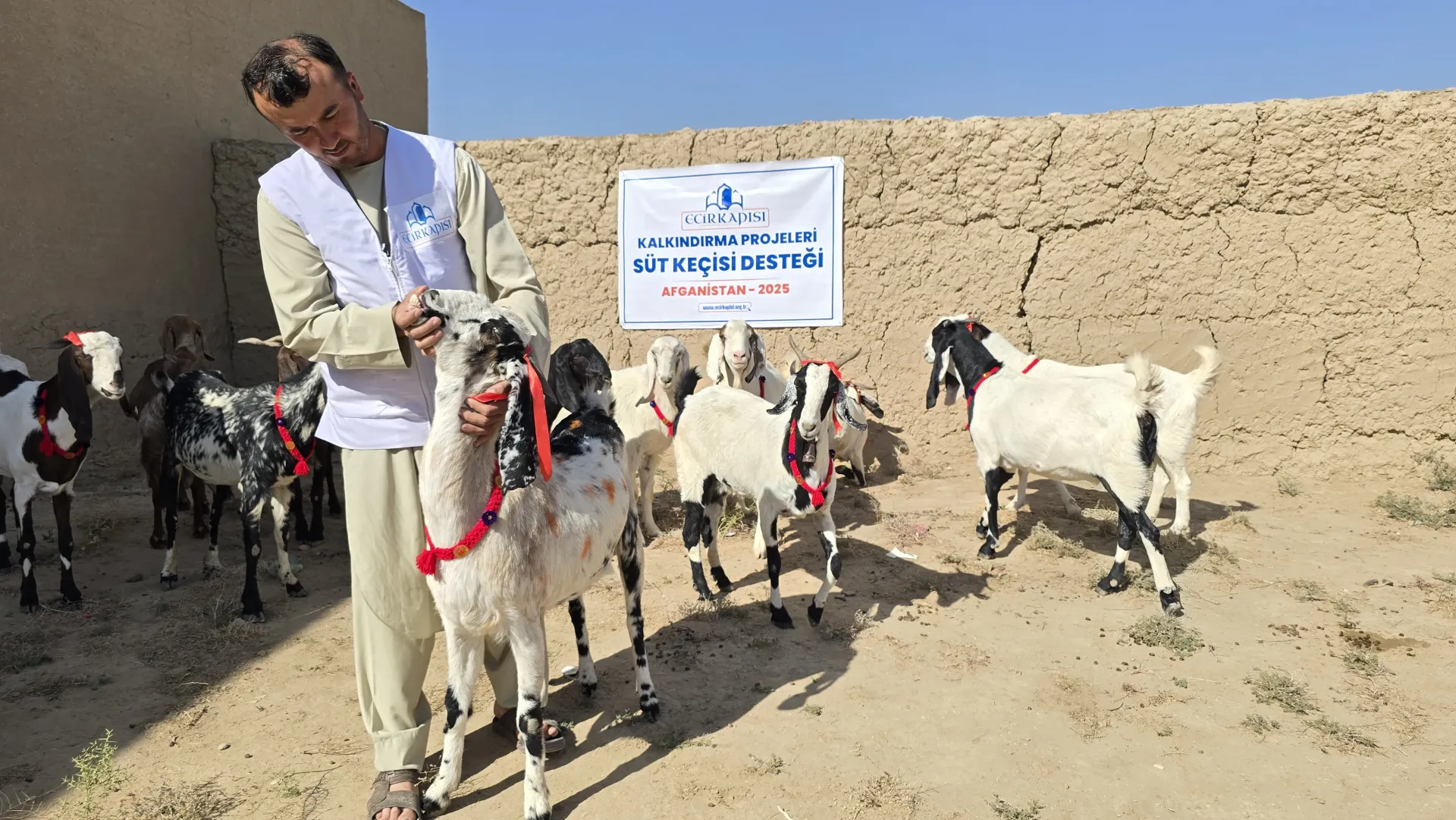 Afganistan Süt Keçisi Projesi