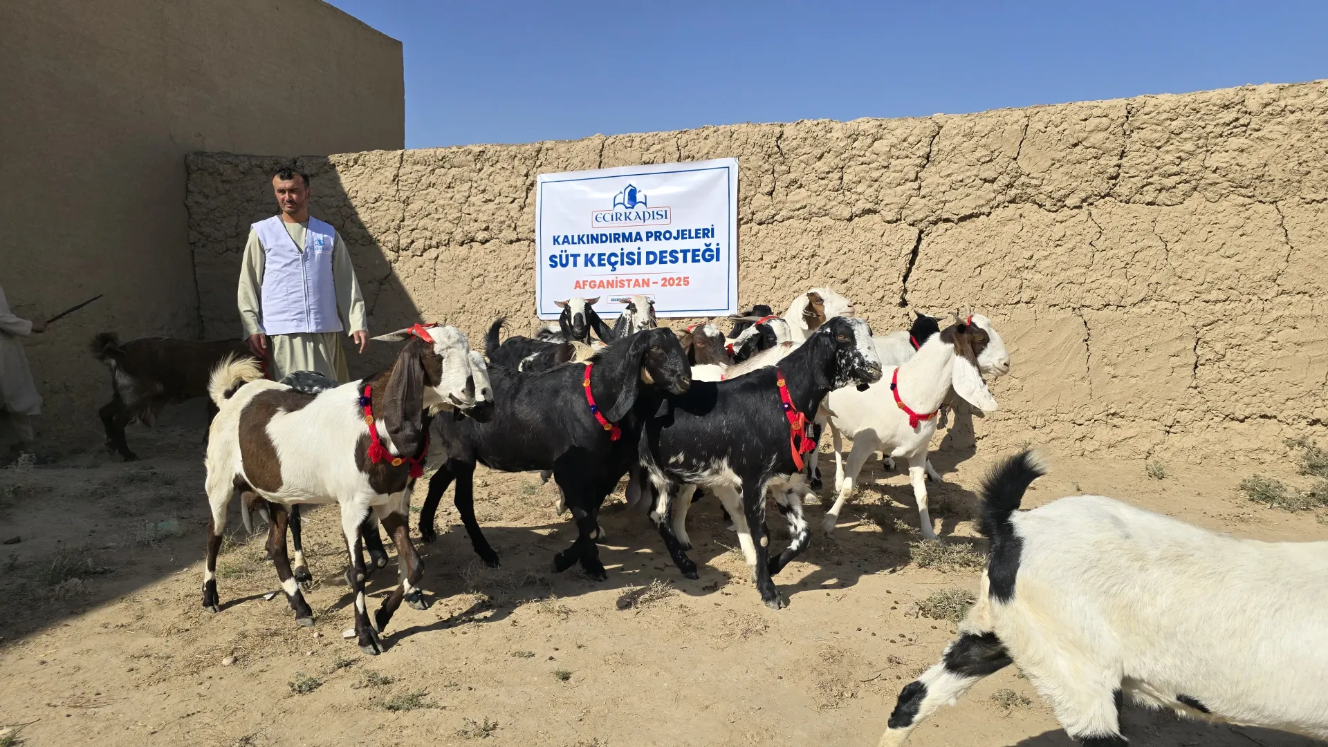 Afganistan Süt Keçisi Projesi