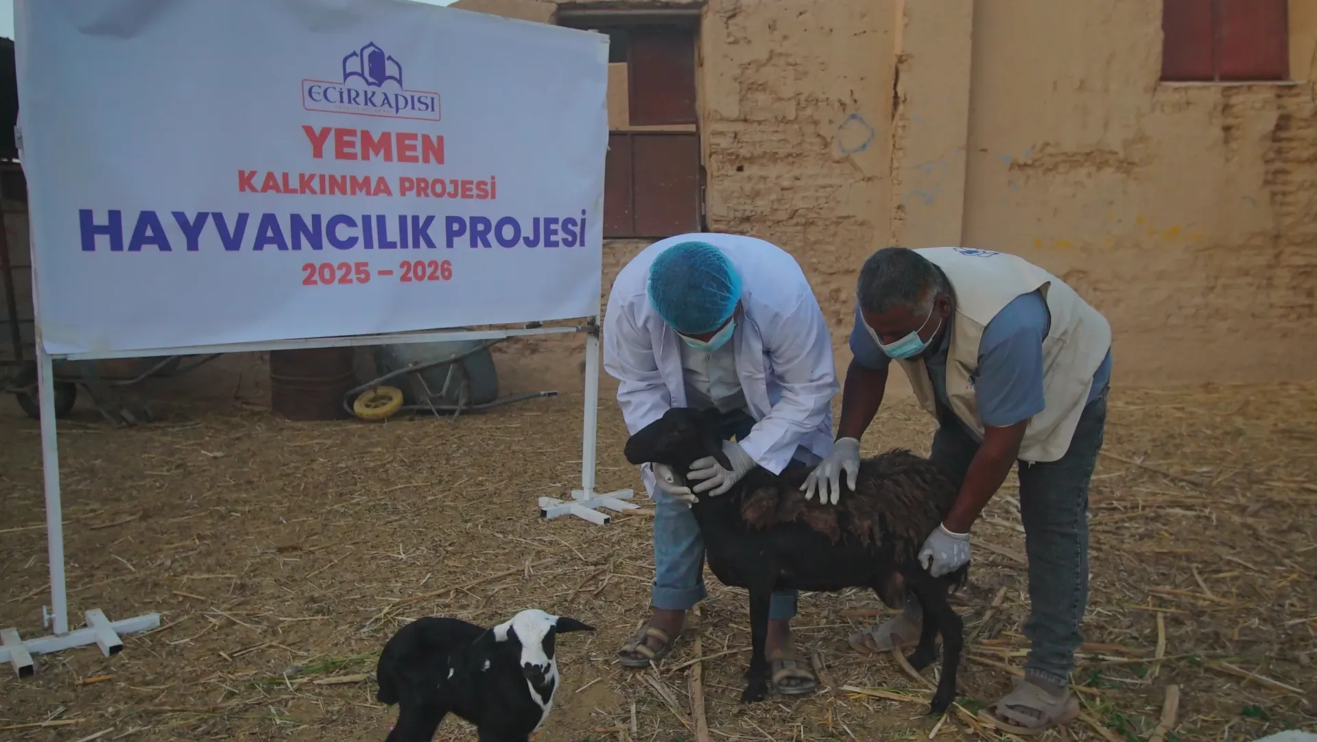 Yemen Hayvancılık Projesi